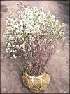 Saskatoon Serviceberry